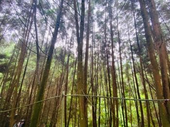 近東勢國中芬多精美山坡地 -  物件封面