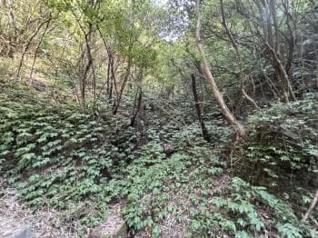 石碇林業用地 -  物件封面